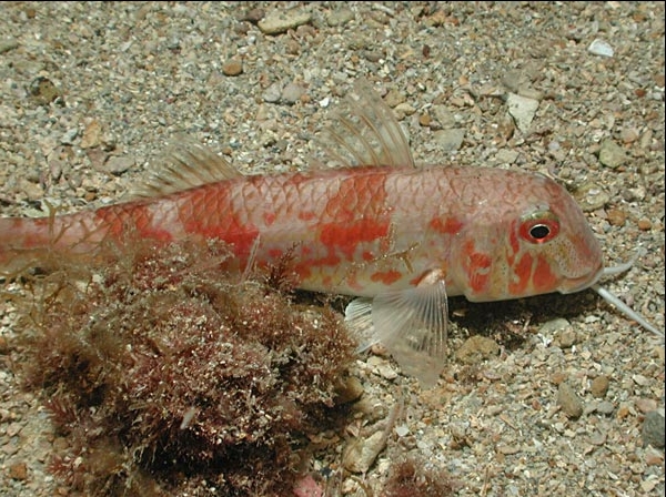 Mullus barbatus (Triglia di fango)